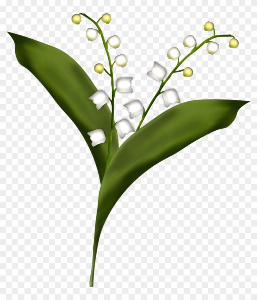 Lily Of The Valley Drawing #295727