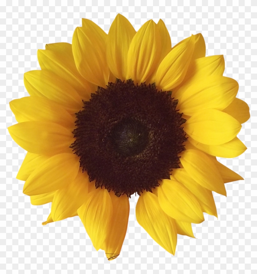 Sunflower Png - Sunflower Png #295765
