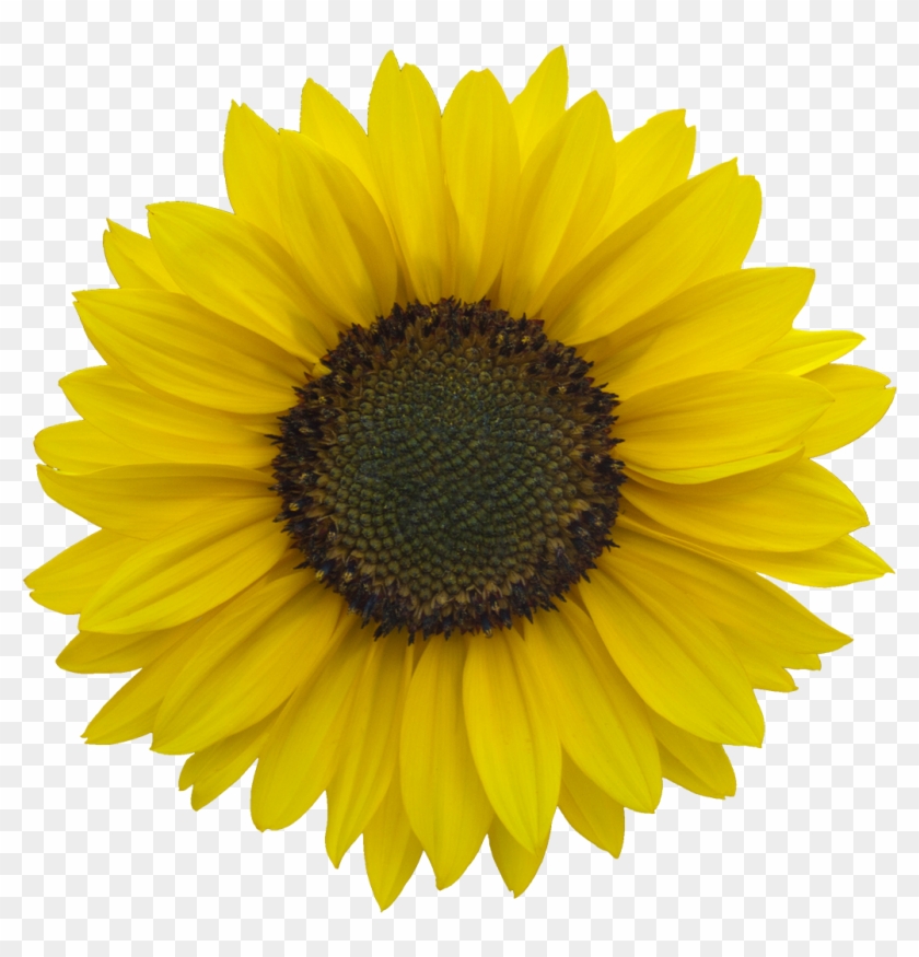 Sunflower Png For Kids - Sunflower Image Clip Art #295768