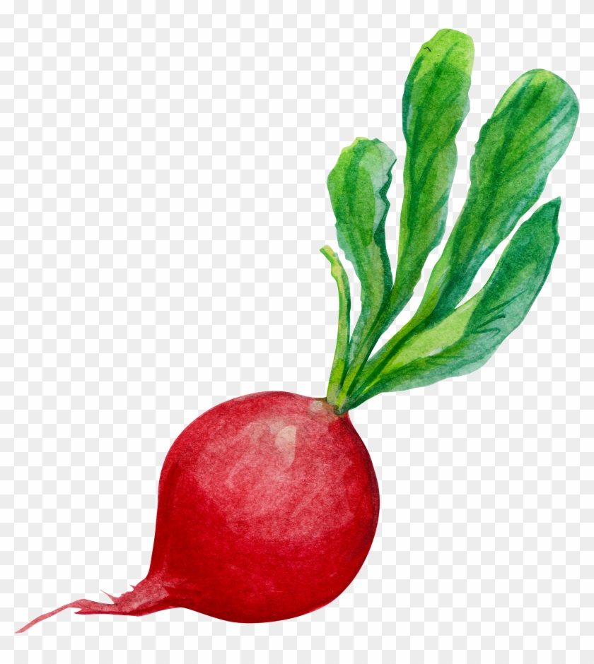 Radish Carrot Clip Art - Carrot #295772