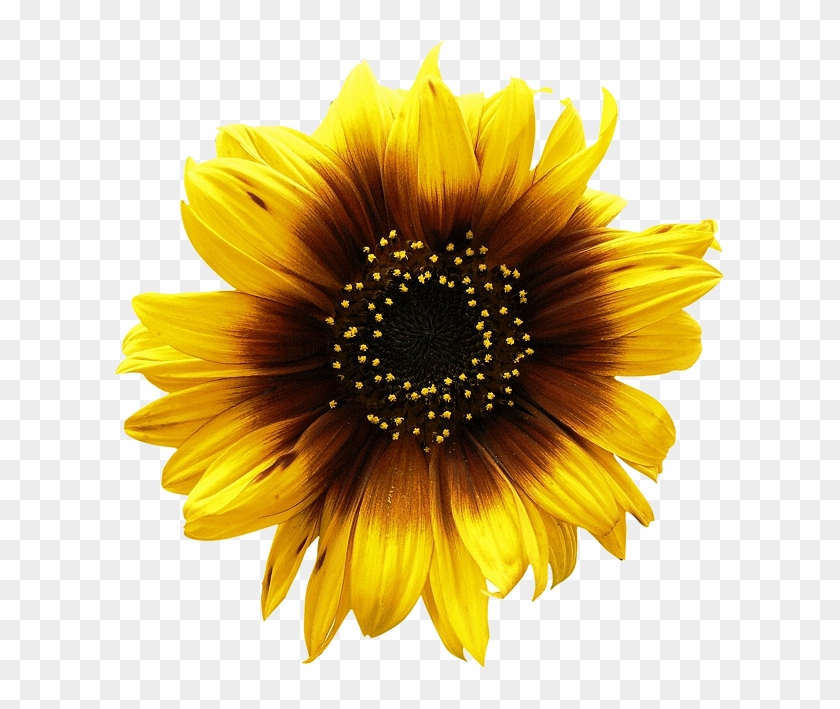 Sunflowers Png Picture - Sun Flower Vector #295778