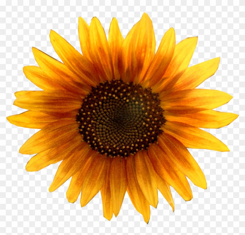 Free Icons Png - Sunflower Png #295786