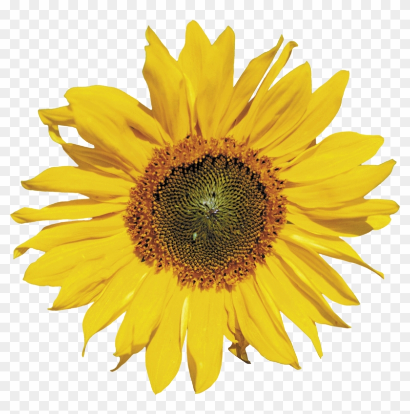 Sunflower Png - Sunflower On A Transparent Backround #295793