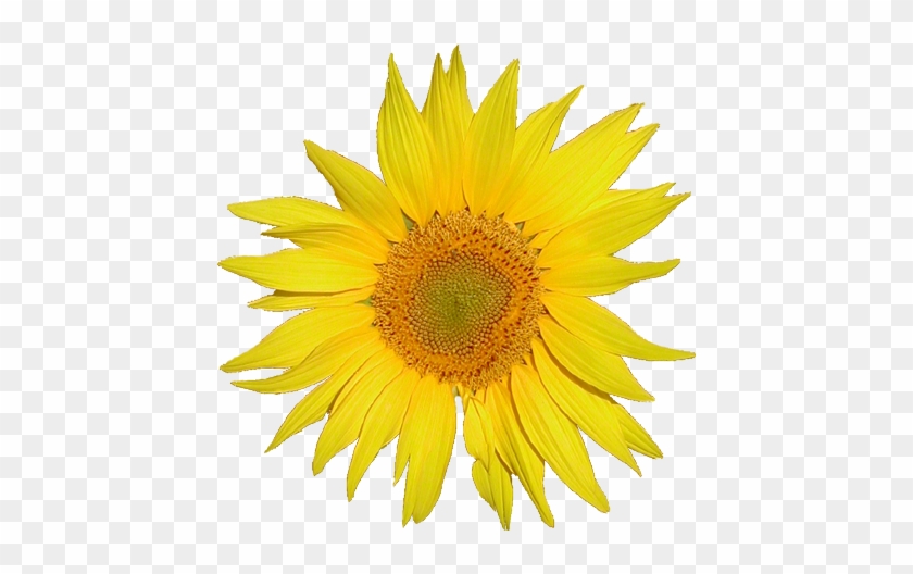 Beautiful Sunflower Transparent Background File Tournesol - Sunflower White Background #295795