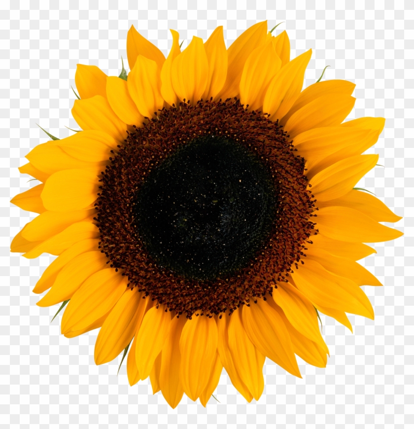 Transparent Background Sunflower Png #295920