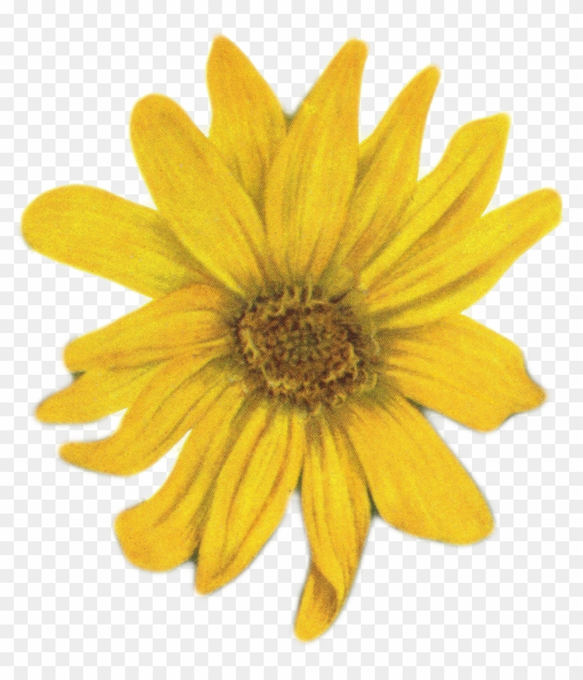 Sunflower Png Tumblr Www Imgkid Com The Image Kid Has - Yellow Flower On White Background #295931