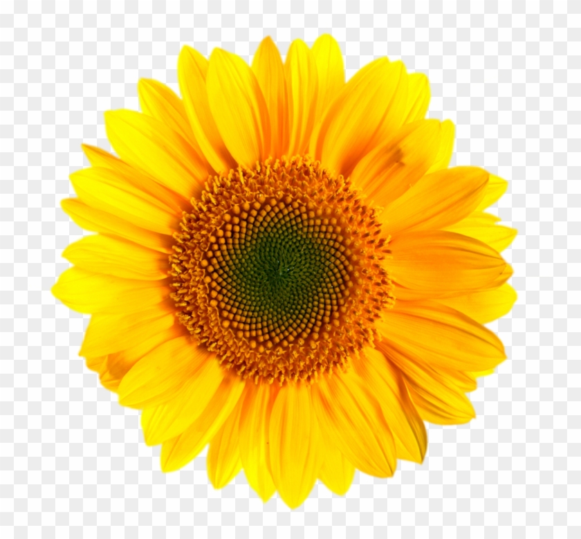 Sunfloer One - Sunflower Png #295935