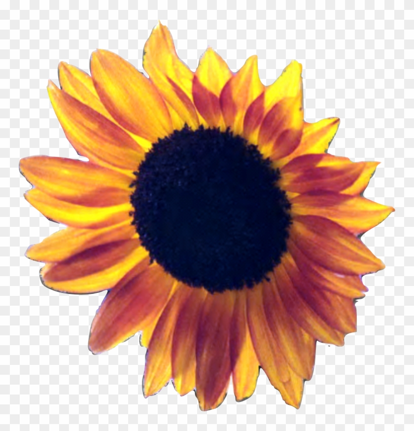 Common Sunflower Sunflower Seed Desktop Wallpaper - Common Sunflower Sunflower Seed Desktop Wallpaper #296048