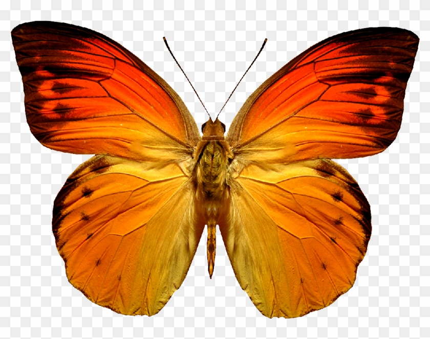 Orange Butterfly Png Image, Butterflies Free Download - Butterfly Png #296058