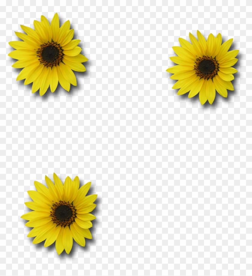 Sunflower Transparent Background - Sunflower #296067