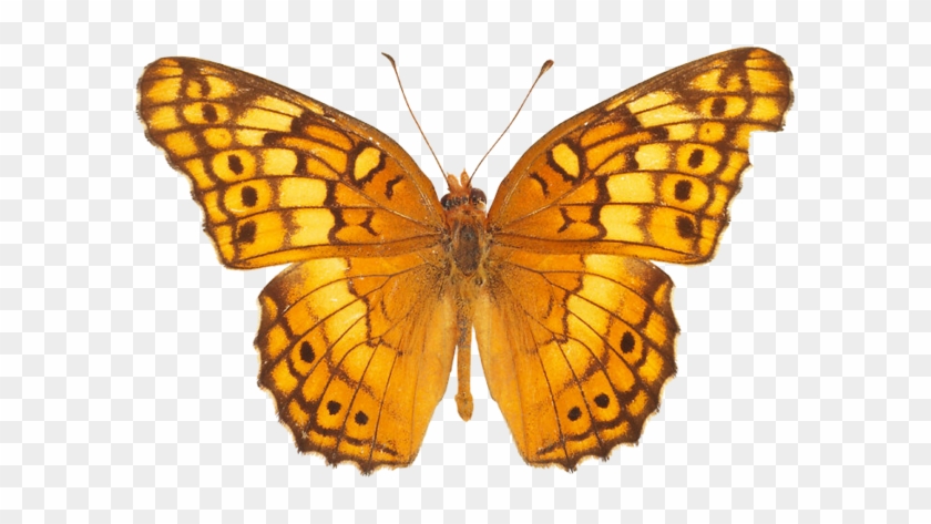 Yellow Butterfly Png Image - Butterfly Pics Free Download #296071