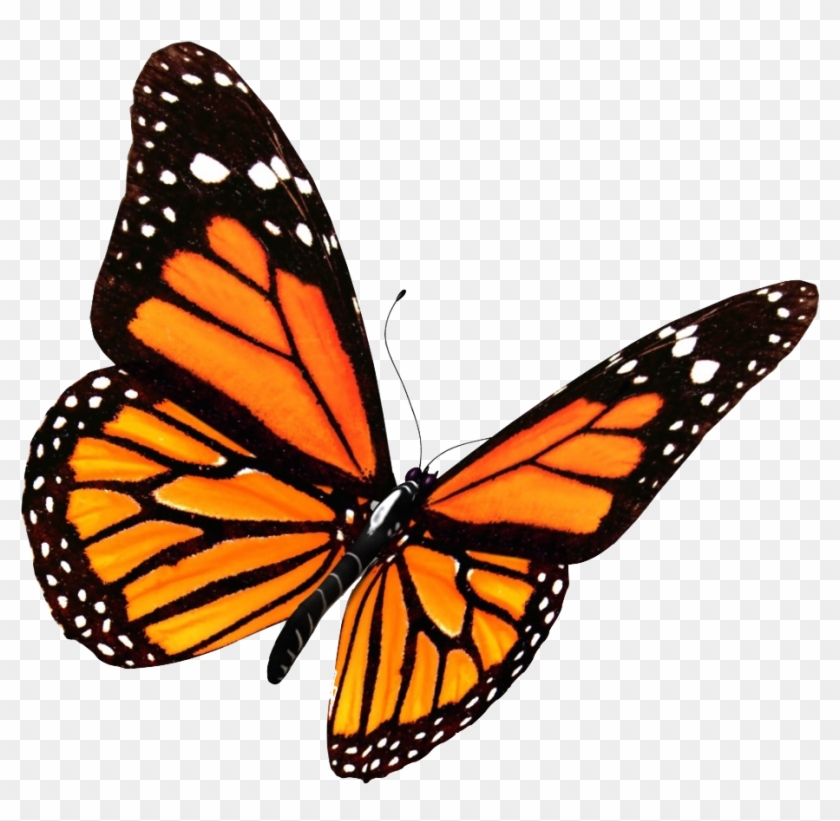 Monarch Butterfly Clipart Transparent Background - Monarch Butterfly Png #296072