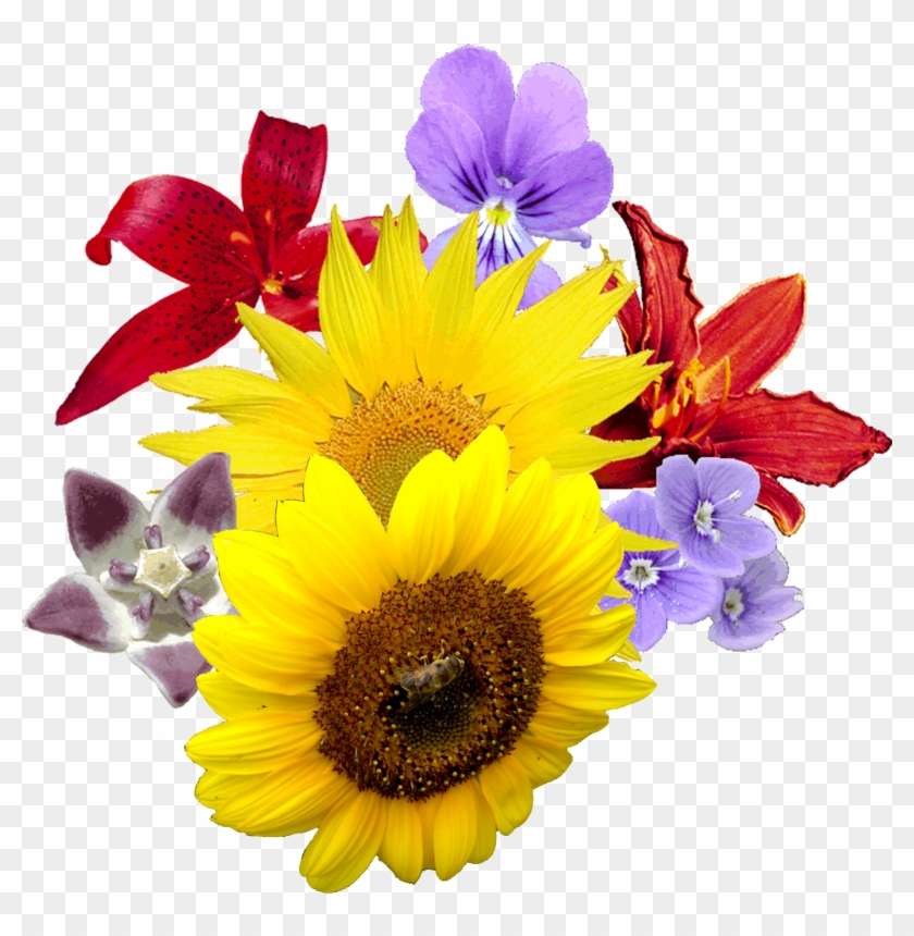 Single Sun Flower Png - Good Afternoon Images With Birds Flowers #296087