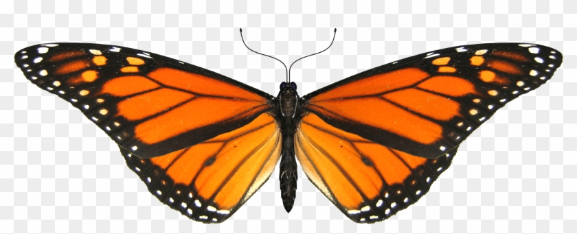 Monarch Butterfly Cartoon Clipartsco - Monarch Butterfly Transparent Background #296092