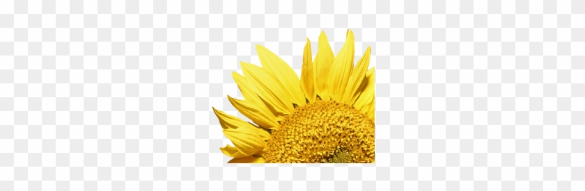Amazing Sunflower Transparent Background Sunflower - Sunflower #296095