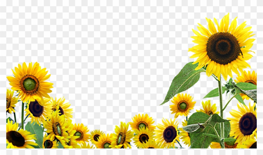 Sunflower Flower Free Png Transparent Images Free Download - Sunflower Desktop #296100