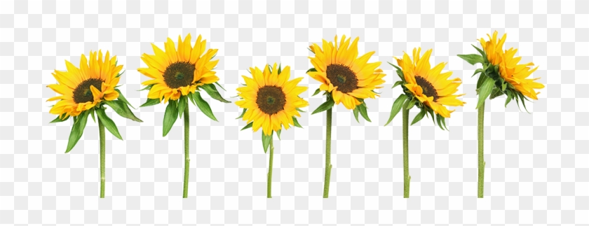 Tumblr Transparent Sunflowers - Girasoles Png #296101