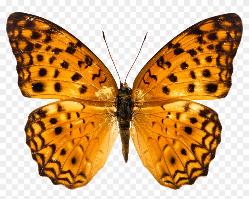 Butterfly Images Free Download #296113