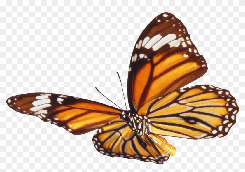 Butterfly Png - Бабочка Анимация На Прозрачном Фоне #296115