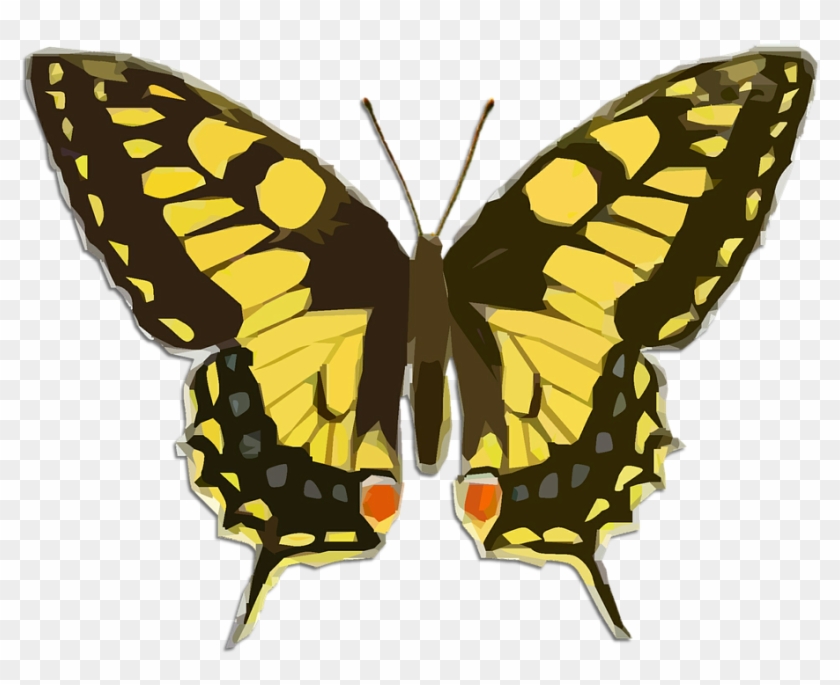 Butterfly Vintage Clip Art - Wallace's Golden Birdwing Butterfly #296117