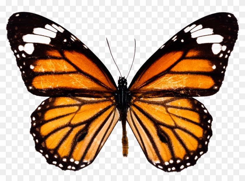 Butterfly Download Images Png Free Image - Imagenes De La Mariposa Monarca #296166