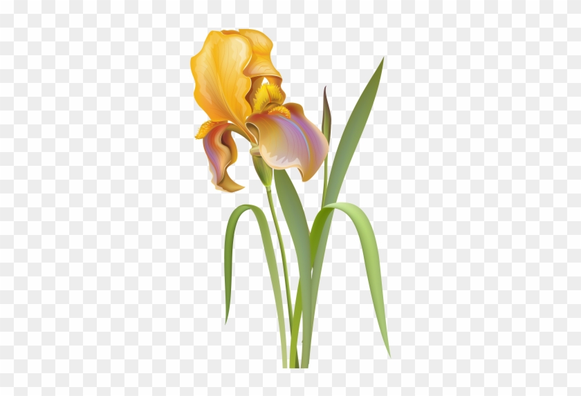 Iris Flower Png Clip Best Web Clipart - Png Clipart Flowers Transparent #296698