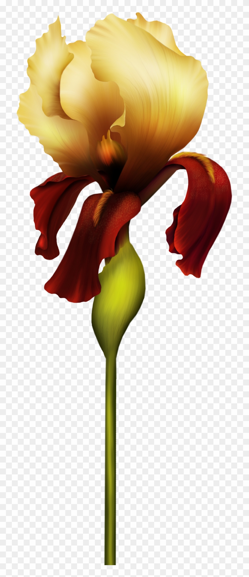 Iris Flower Png Clipart - Alfabeto Orquidea P Dourado Jpg #296702