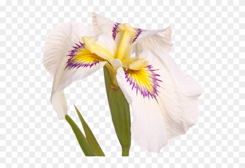 White, Purple And Yellow Flower Of A Pseudata Iris - Irises #296705