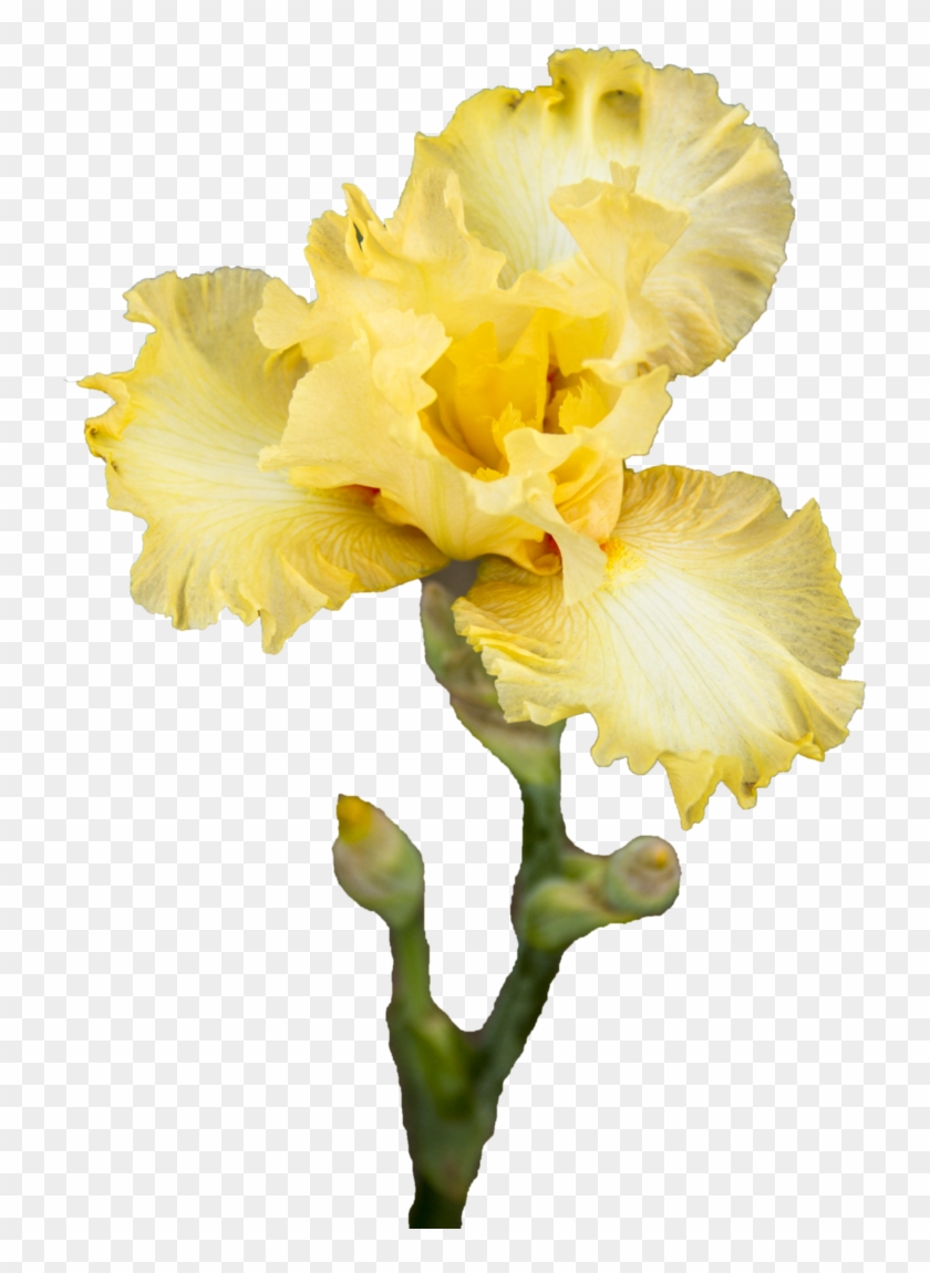 Yellow Iris Png By Silkegabrielle On Deviantart Yellow - Yellow Iris #296707