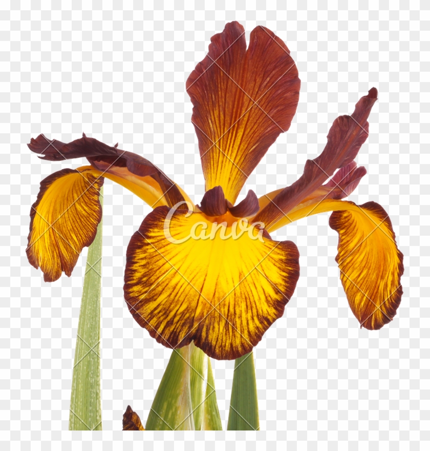 Single Flower Of Spuria Iris Isolated On White - Yellow #296708