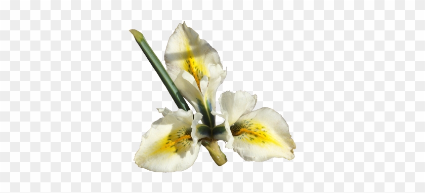 Original - Peruvian Lily #296709