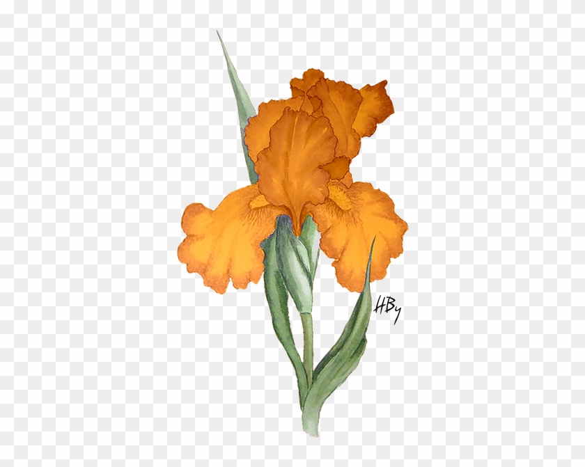Flowers Png Iris - Flower Paint Png #296710