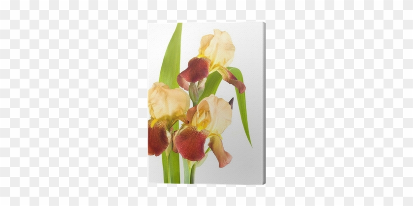 Red Yellow Irises On White Background Canvas Print - Tulip #296717