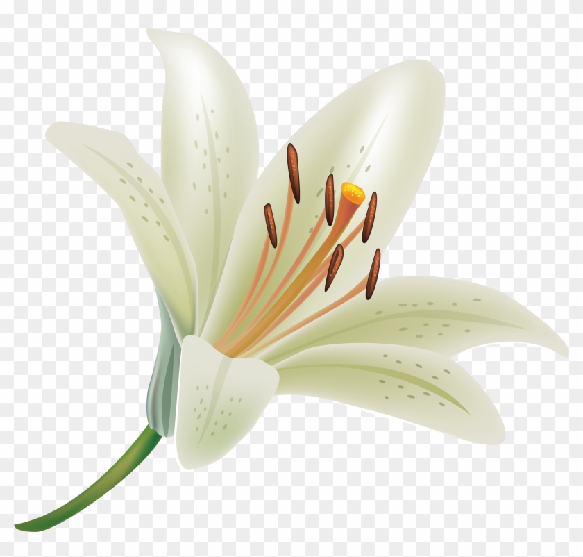White Lily Flower Png Clipart - White Lily Transparent Background #296726