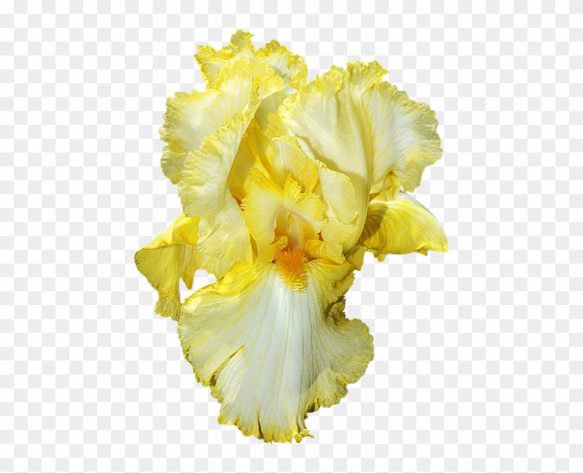 Click And Drag To Re-position The Image, If Desired - Iris #296731