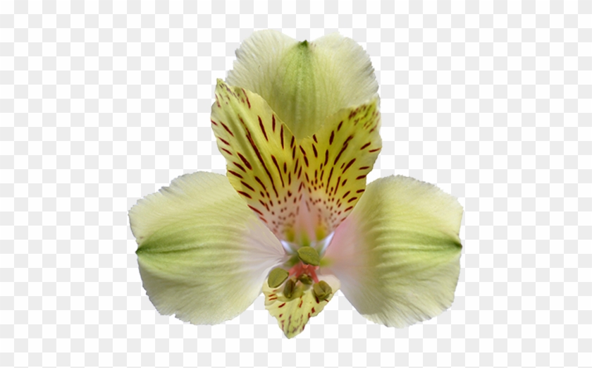 Peruvian Lily #296737