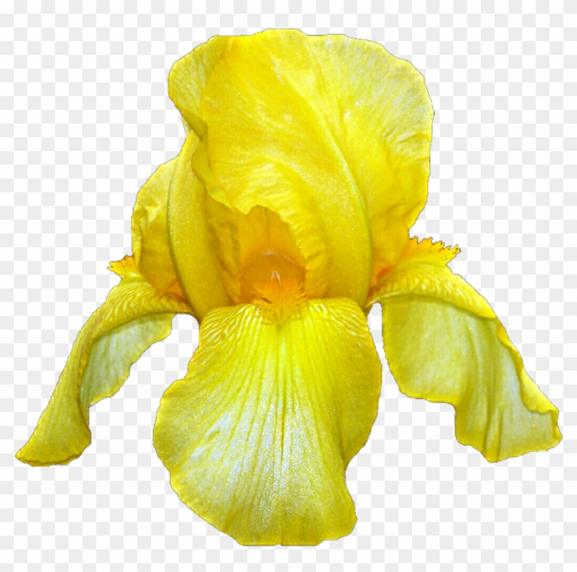 Yellow Iris By Jeanicebartzen27 On Deviantart - Yellow Iris Flower Transparent #296741