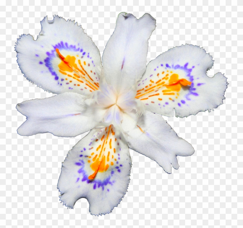 Crested Iris - Irises #296751