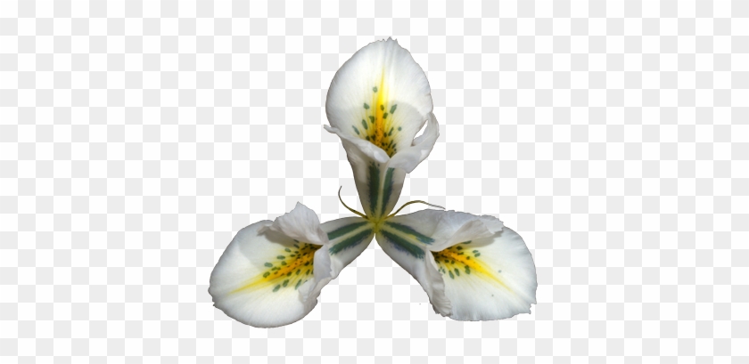Original - White Egret Flower #296786