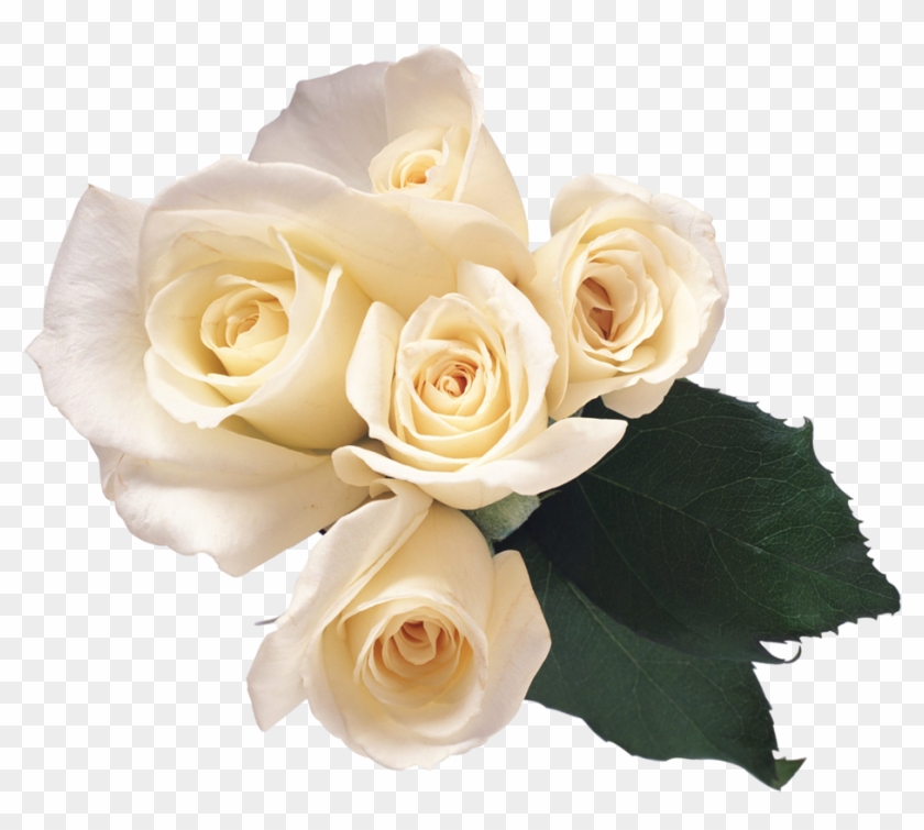 White Roses Png Transparent #296787