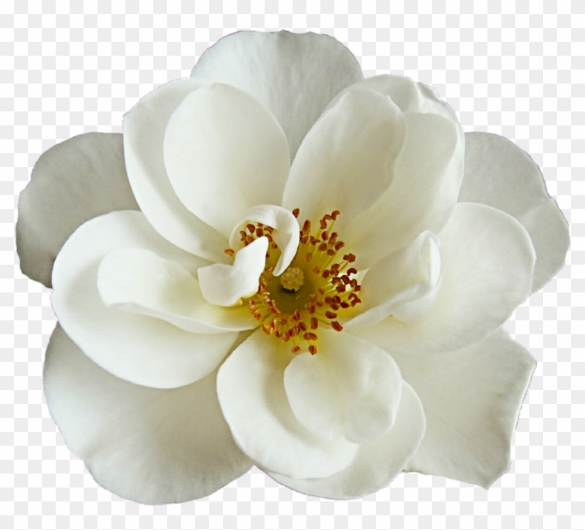 White Dogwood Rose By Jeanicebartzen27-d8mh6yu - Dogwood Flower Png Transparent #296808