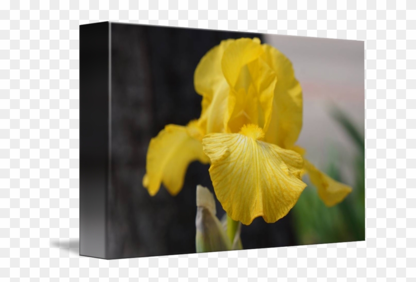 Floral Garden Art Prints Yellow Iris Flower By Baslee - Yellow Iris #296842