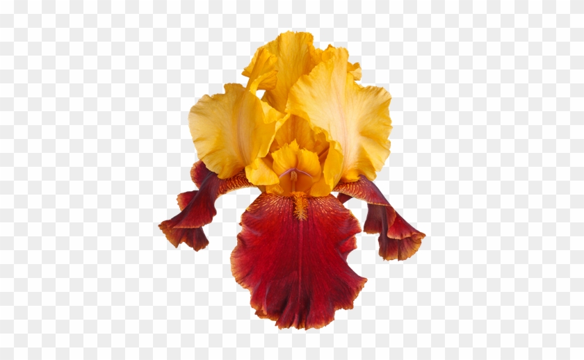 Yellow And Burgundy Iris Flower - Iris Croatica #296858