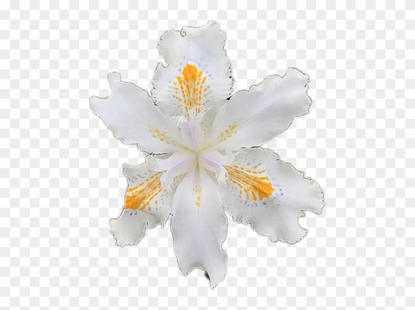 Peruvian Lily #296866
