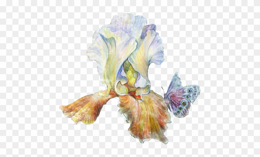 Iris - Watercolor Paint #296889