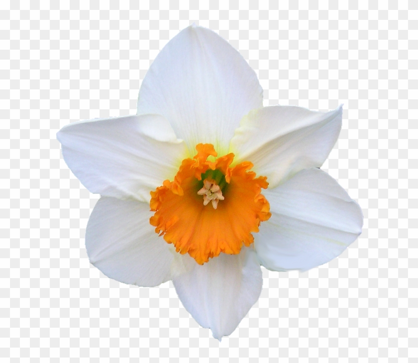 Daffodil White And Orange Â - Hvid Og Orange Blomst #296892