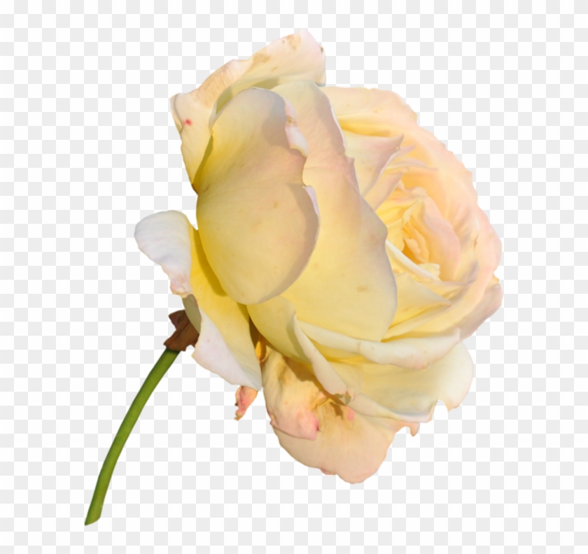 Yellow Roses - Flower #296899