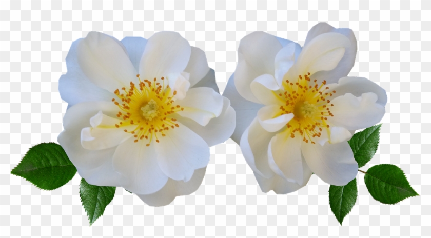 Flowers, Rose, White, Summer - Stock.xchng #296907
