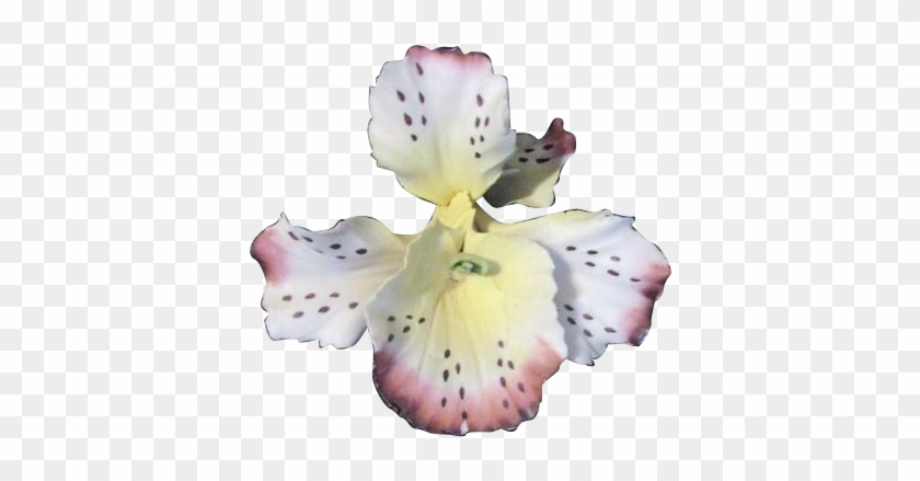 Peruvian Lily #296912