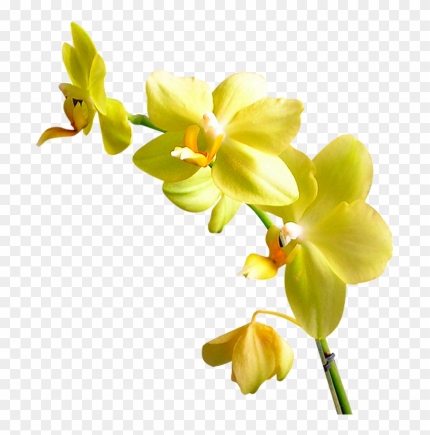 Flower Orchids Plant Garden Roses Yandex - Flower Orchids Plant Garden Roses Yandex #297060